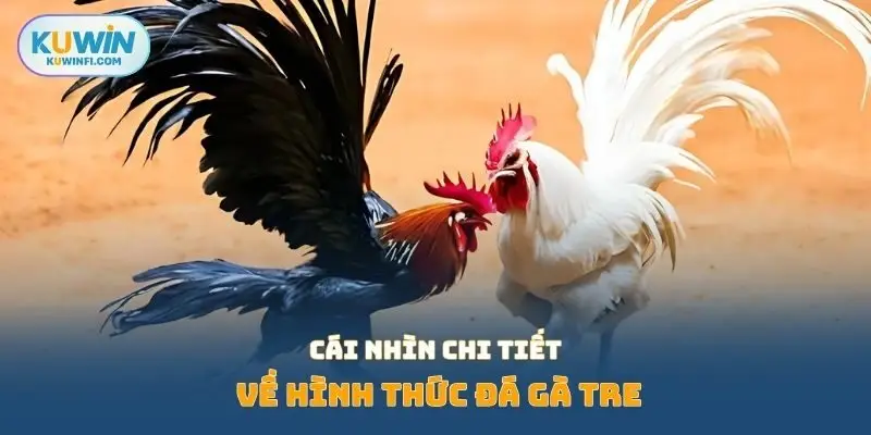 Cái nhìn chi tiết về hình thức đá gà tre